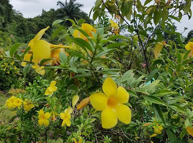 Les Elles Self Catering Baie Lazare (Mahe)